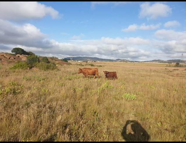 FARM FOR SALE IN ROOSSENEKAL AH